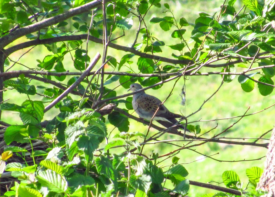 European Turtle Dove