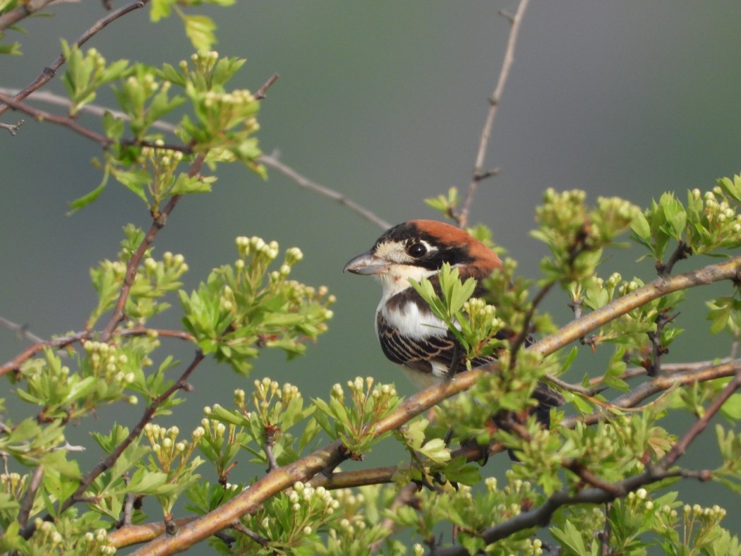 Woodchat Shrike