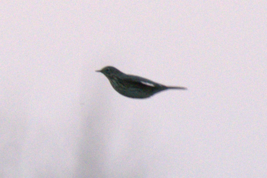 Meadow Pipit