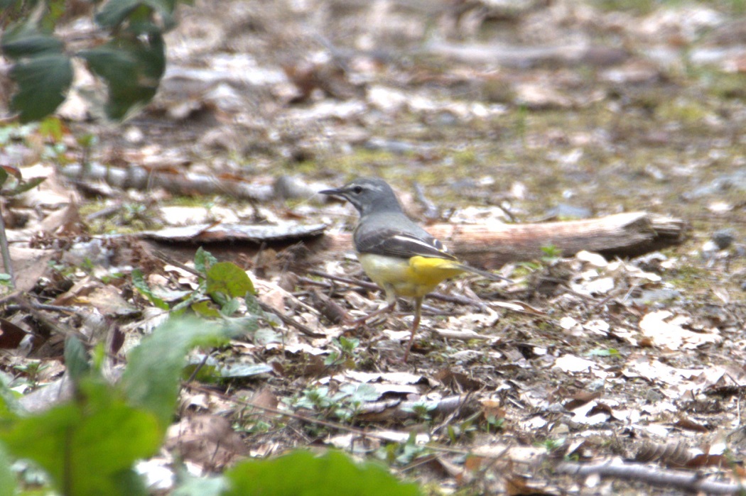 Grey Wagtail