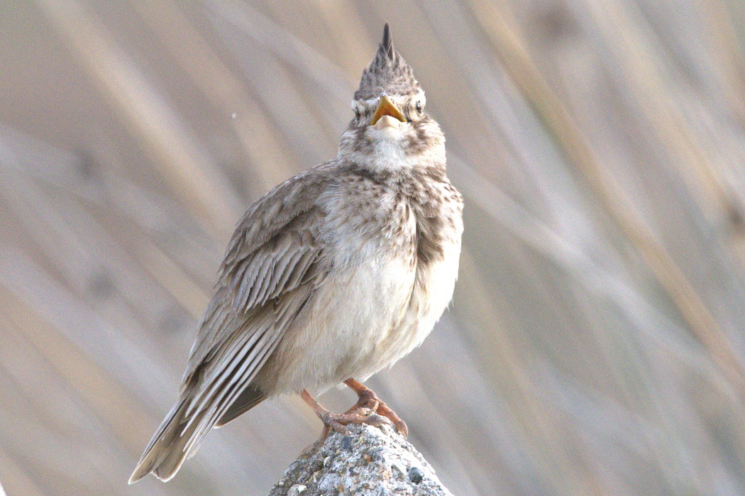 Tepeli Toygar