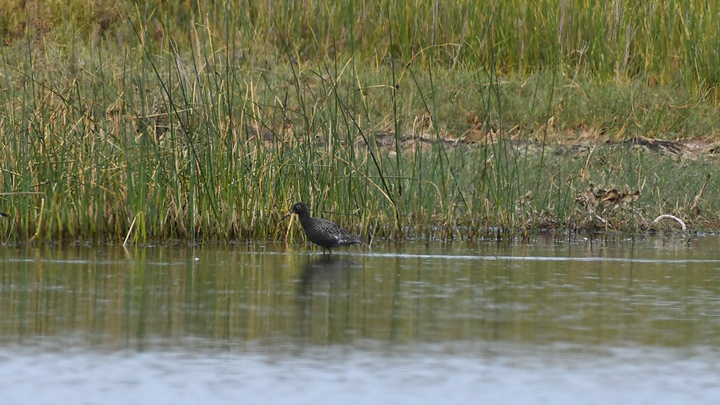 Spotted Redshank