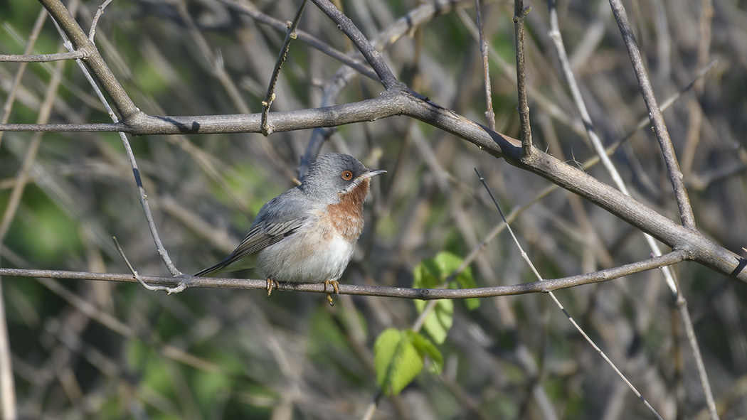 Subalpine Warbler