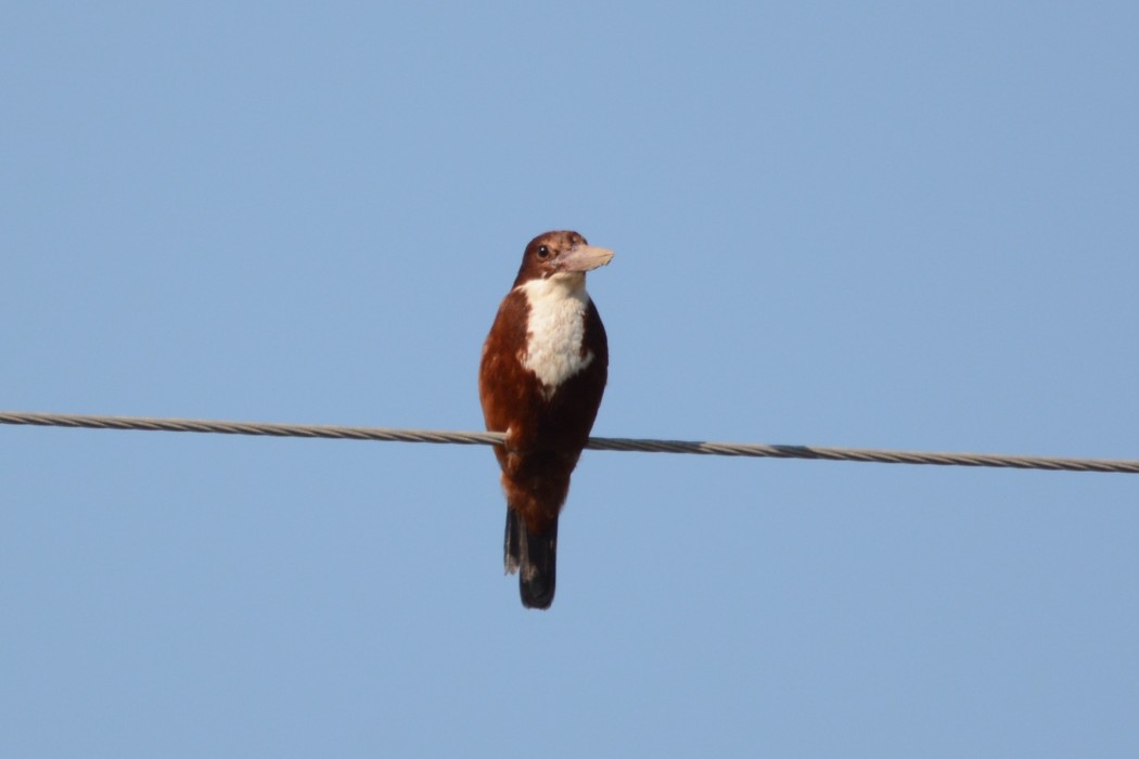 White-throated Kingfisher