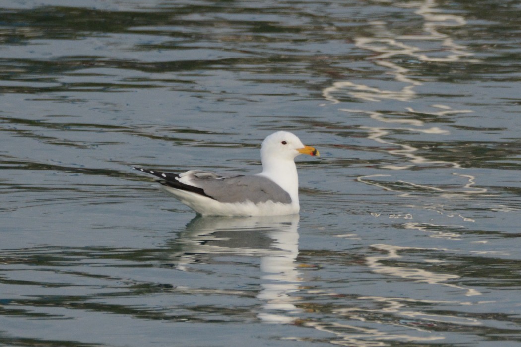 Armenian Gull