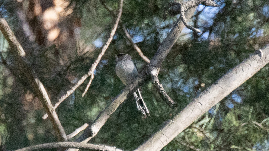Long-tailed Tit