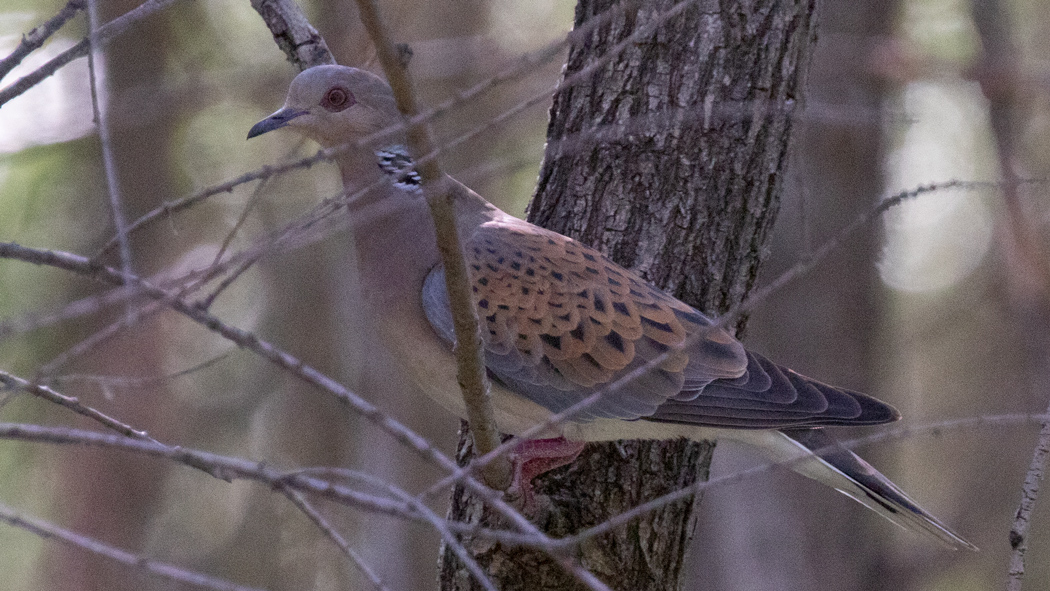 European Turtle Dove