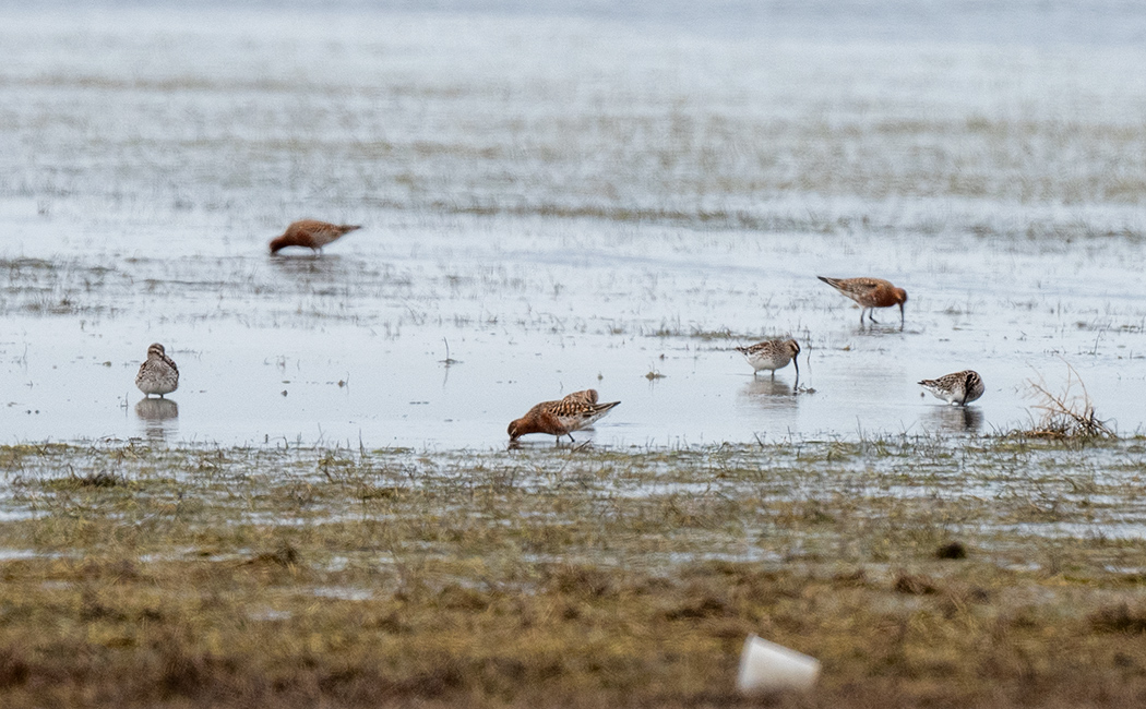 Curlew Sandpiper