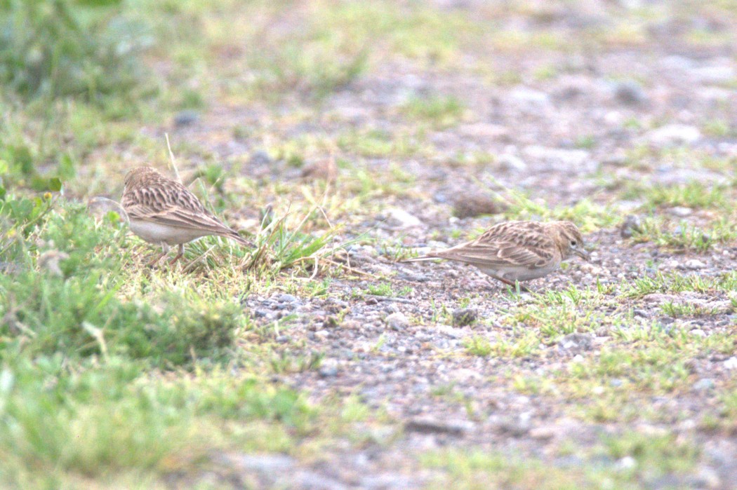 Greater Short-toed Lark