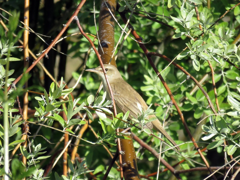 Great Reed Warbler