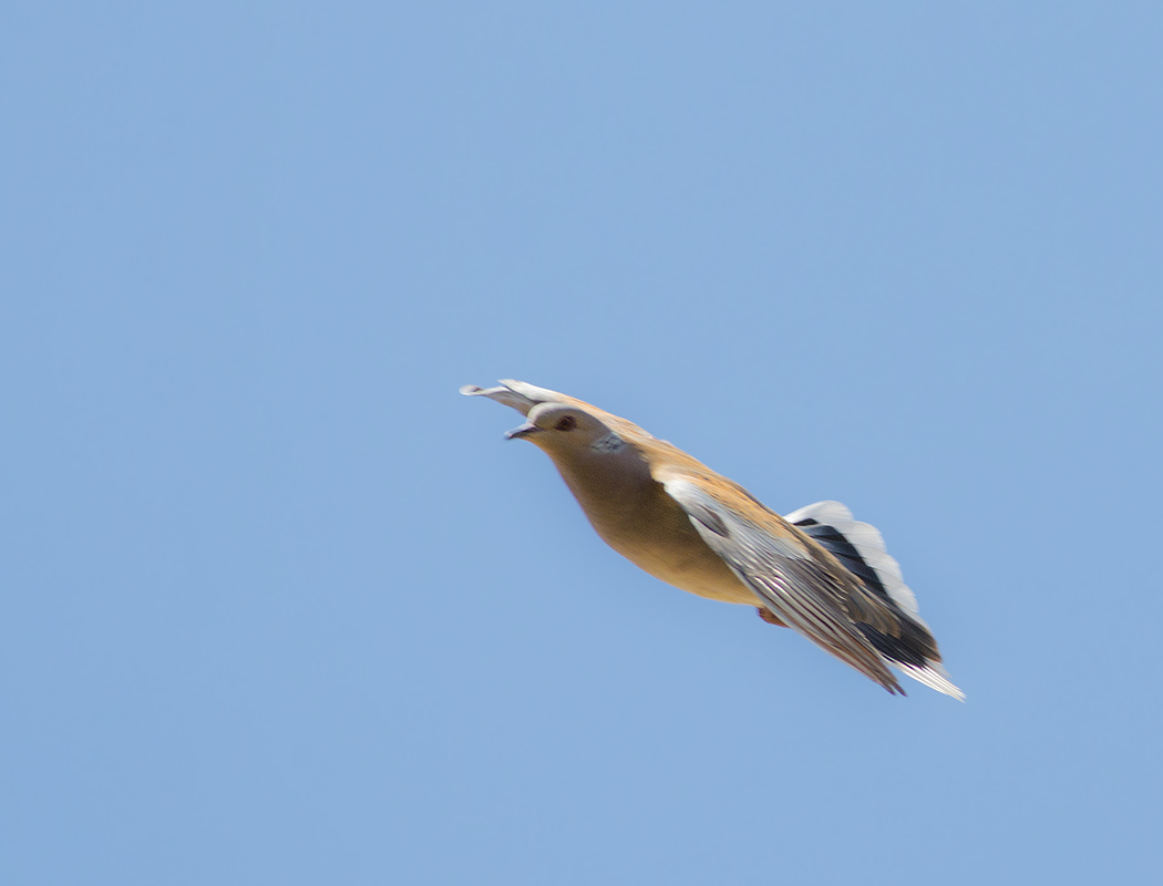European Turtle Dove