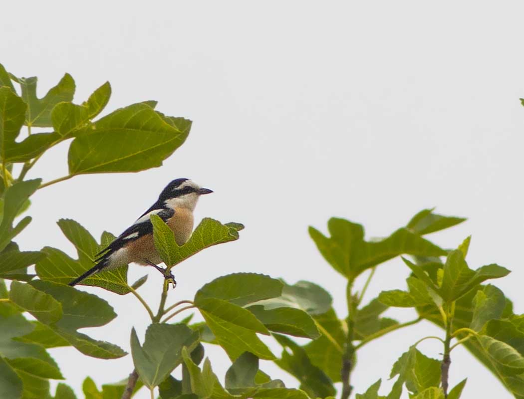 Masked Shrike