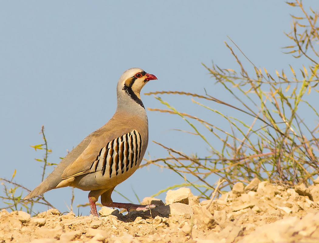 Chukar Partridge