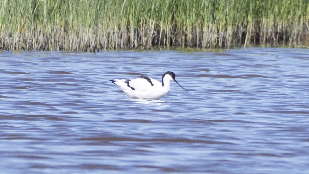 Pied Avocet