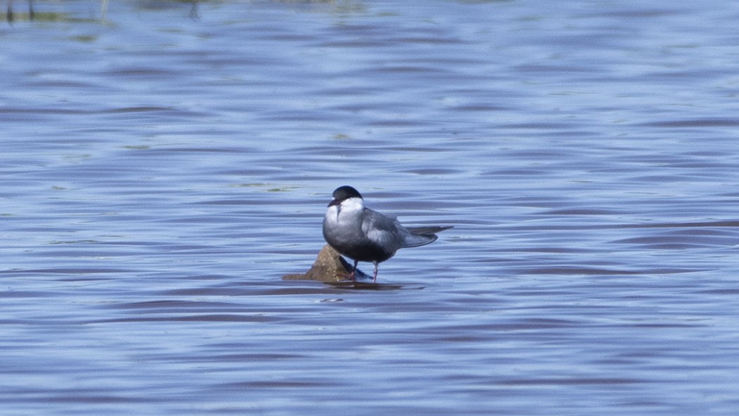 Whiskered Tern