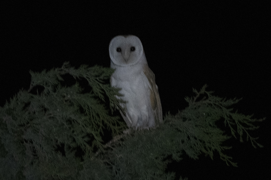 Western Barn Owl