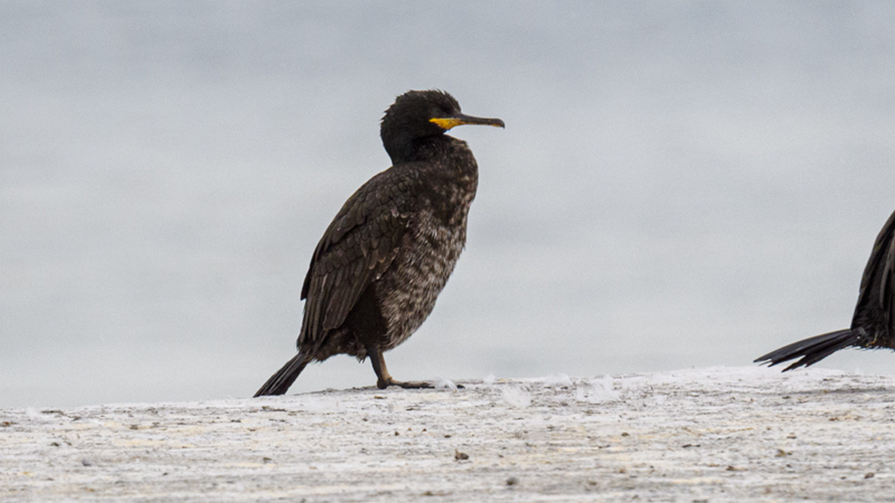 European Shag