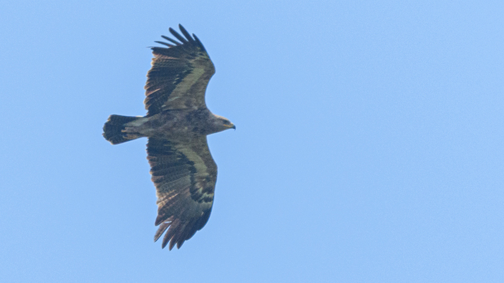 Lesser Spotted Eagle