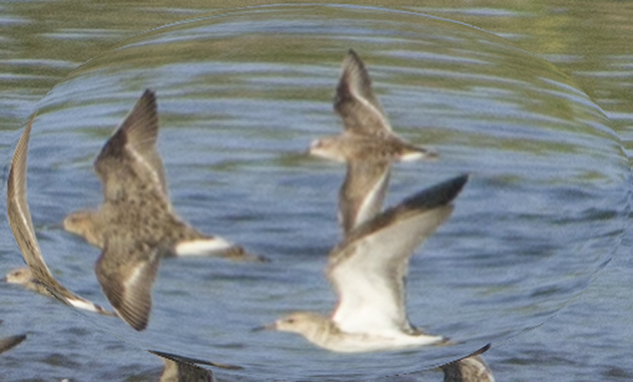 Little Stint