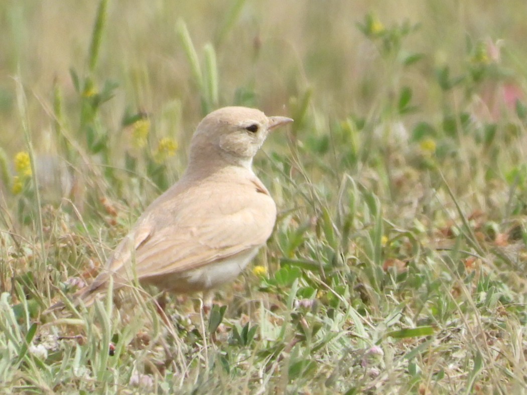 Bar-tailed Lark