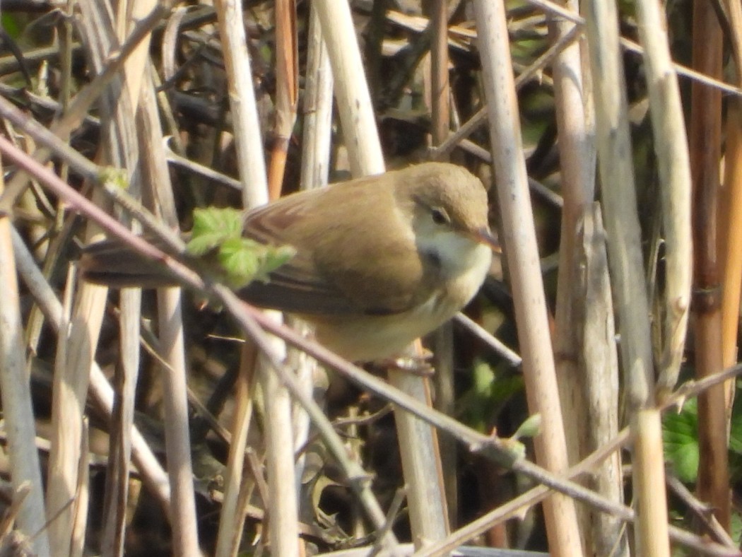 Common Reed Warbler
