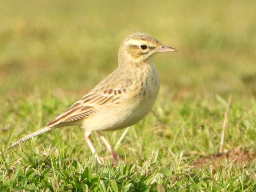 Tawny Pipit