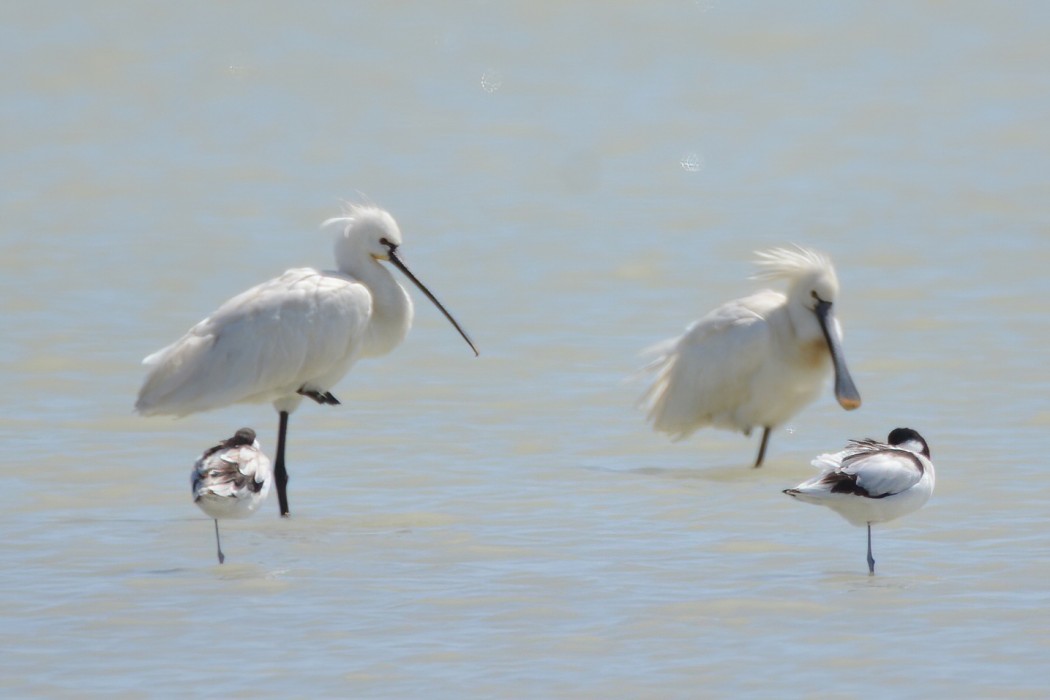 Eurasian Spoonbill