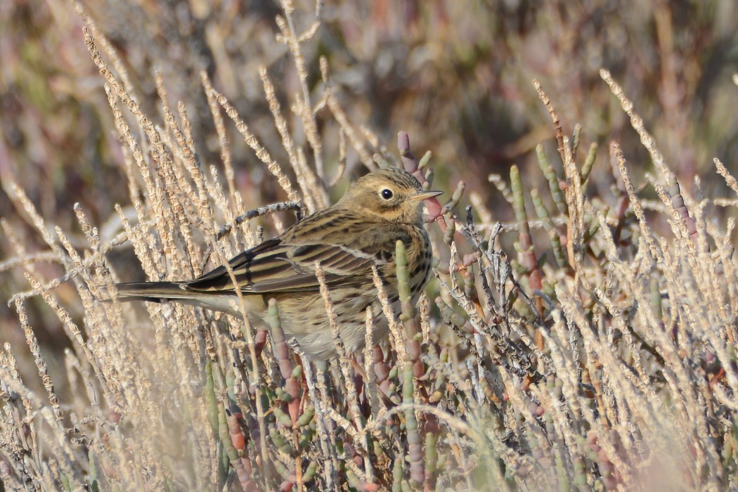 Meadow Pipit