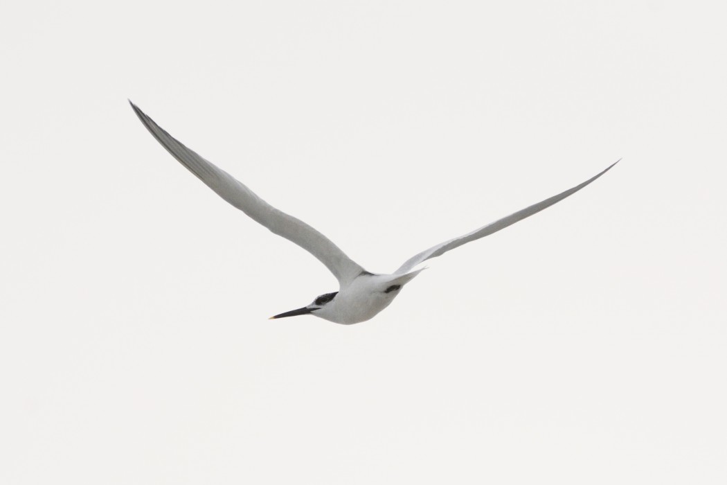 Sandwich Tern