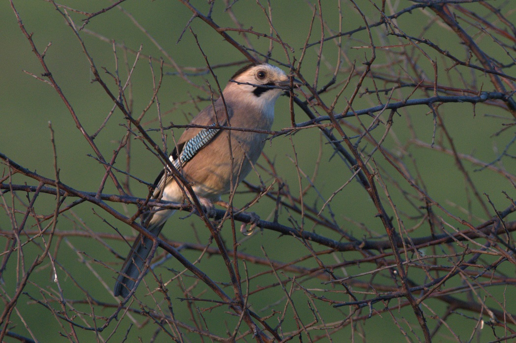 Eurasian Jay