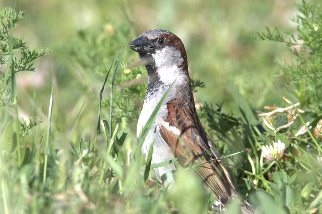 House Sparrow