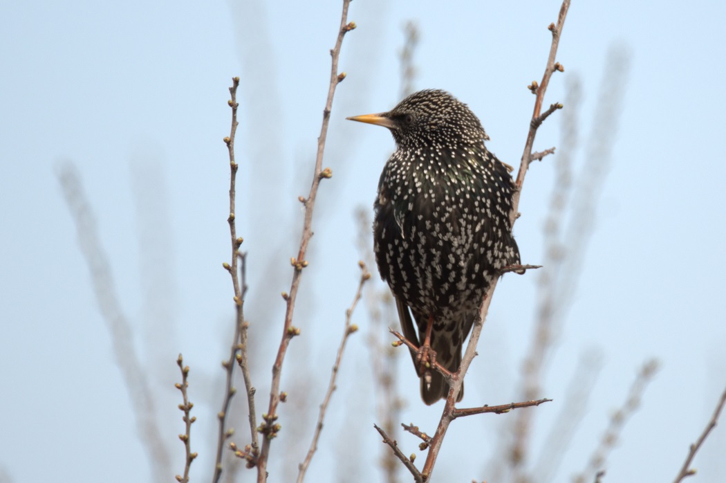 Common Starling