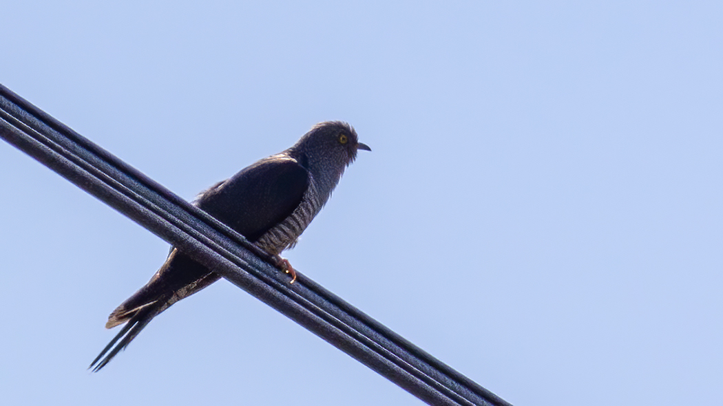 Common Cuckoo