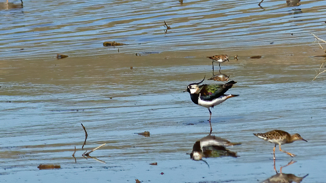 Northern Lapwing