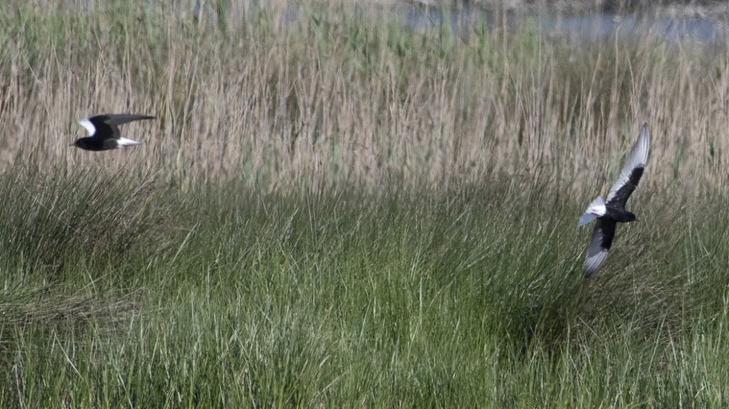 White-winged Tern