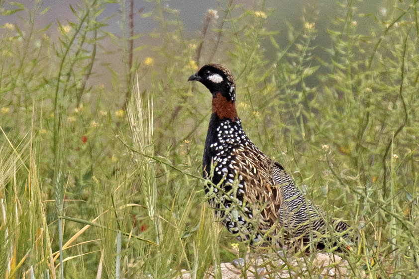 Black Francolin