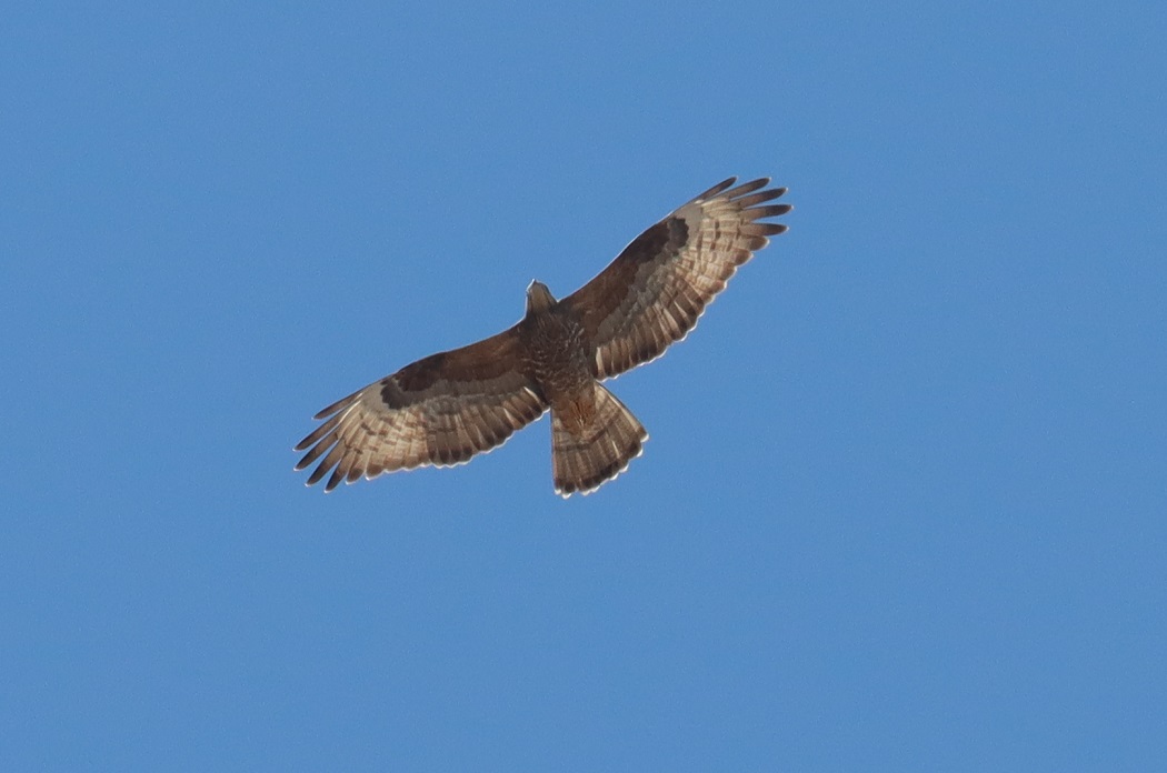 Arı Şahini
