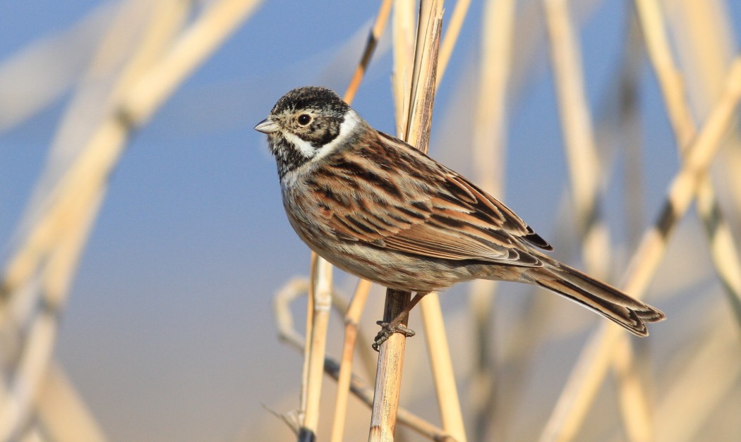 Common Reed Bunting