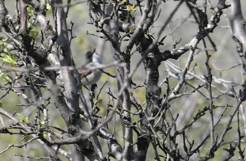 Lesser Whitethroat