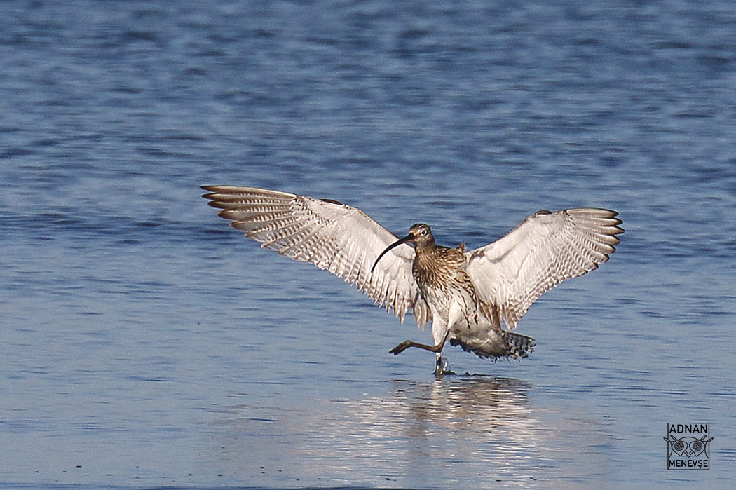 Eurasian Curlew