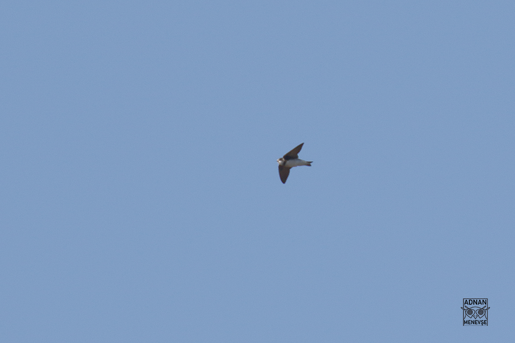 Sand Martin