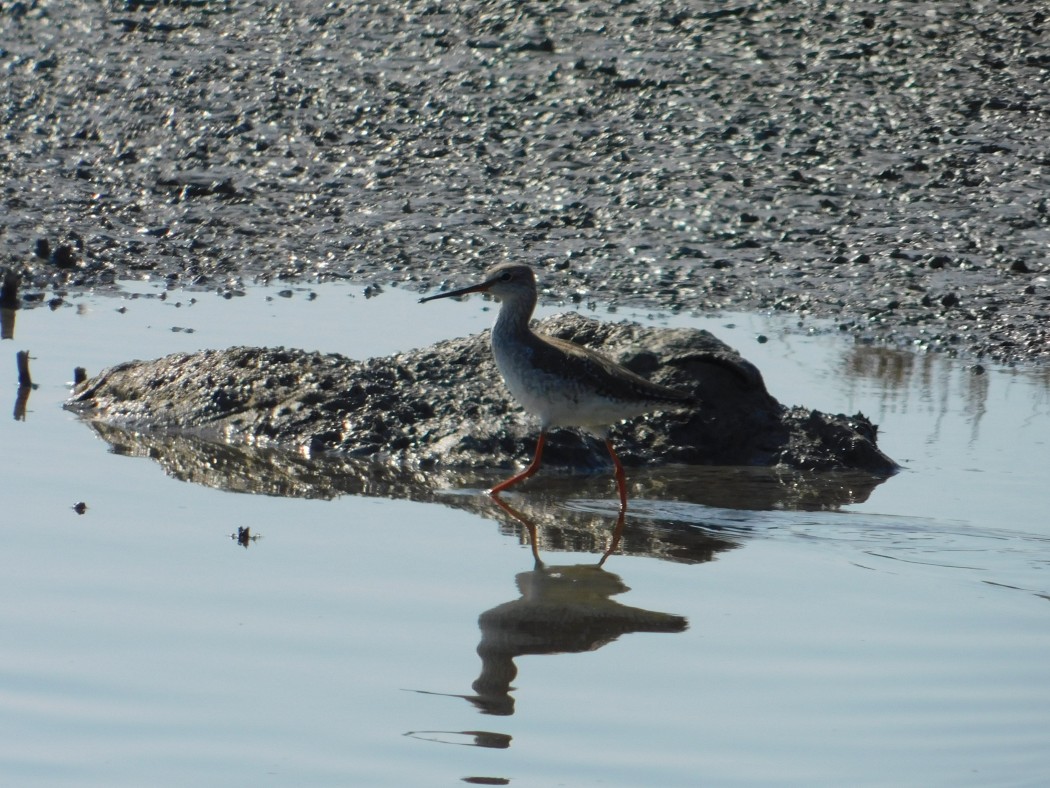 Spotted Redshank