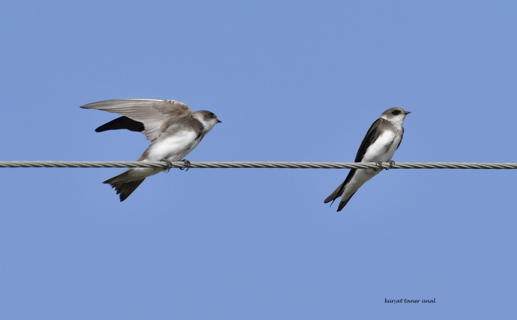 Sand Martin