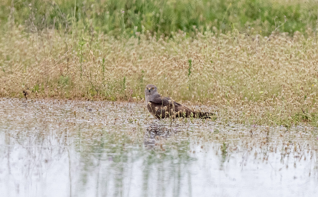 Montagu`s Harrier