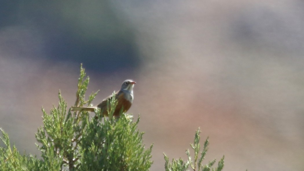 Ortolan Bunting