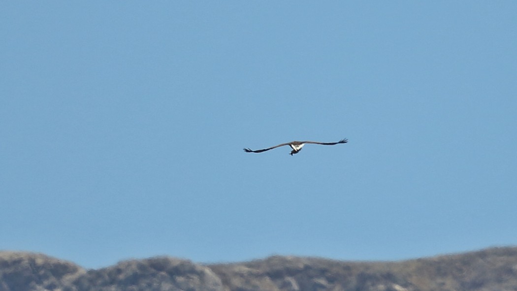 White-tailed Eagle