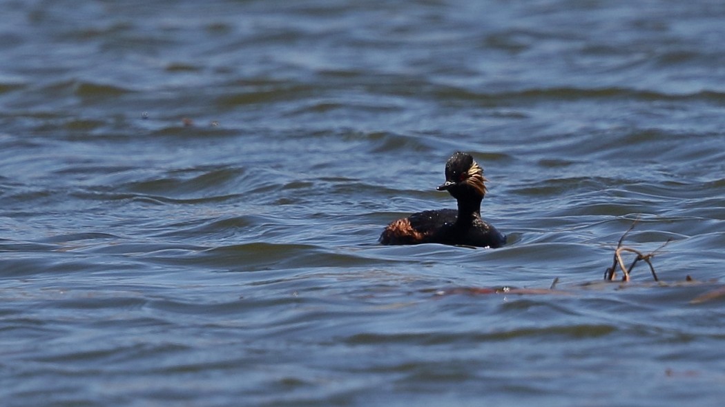 Black-necked Grebe