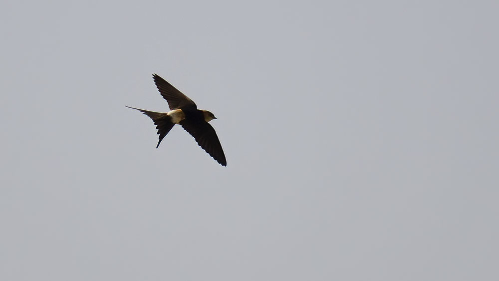 European Red-rumped Swallow