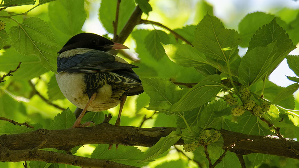 Rosy Starling