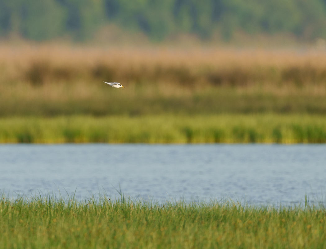 Little Tern